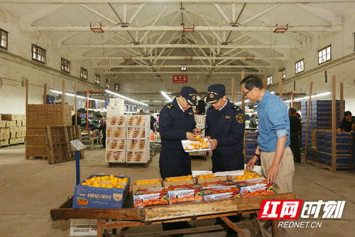 長沙海關優服務助力特色農產品柑橘出口 廣州勞務服務協同發展